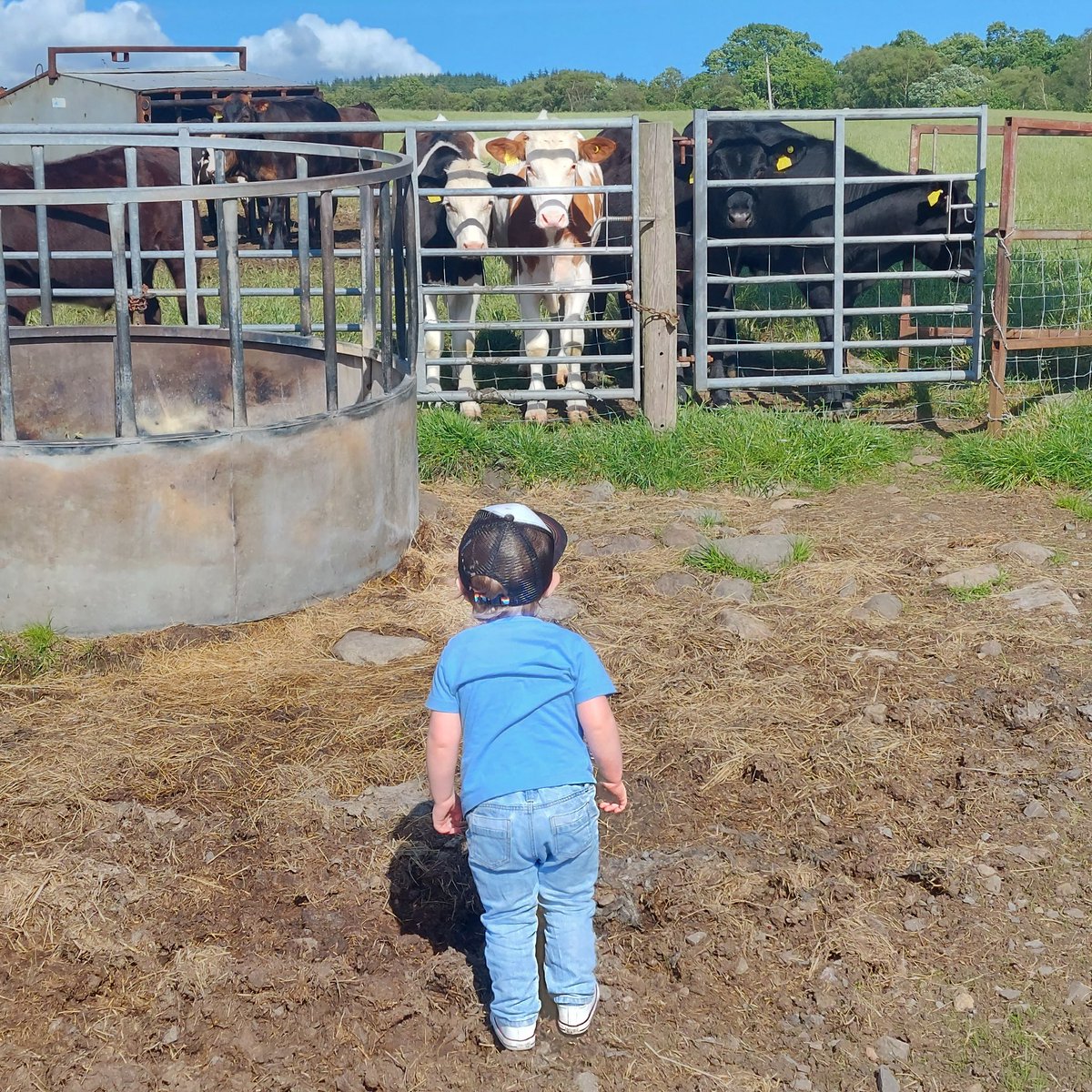 Pedroming tweet media