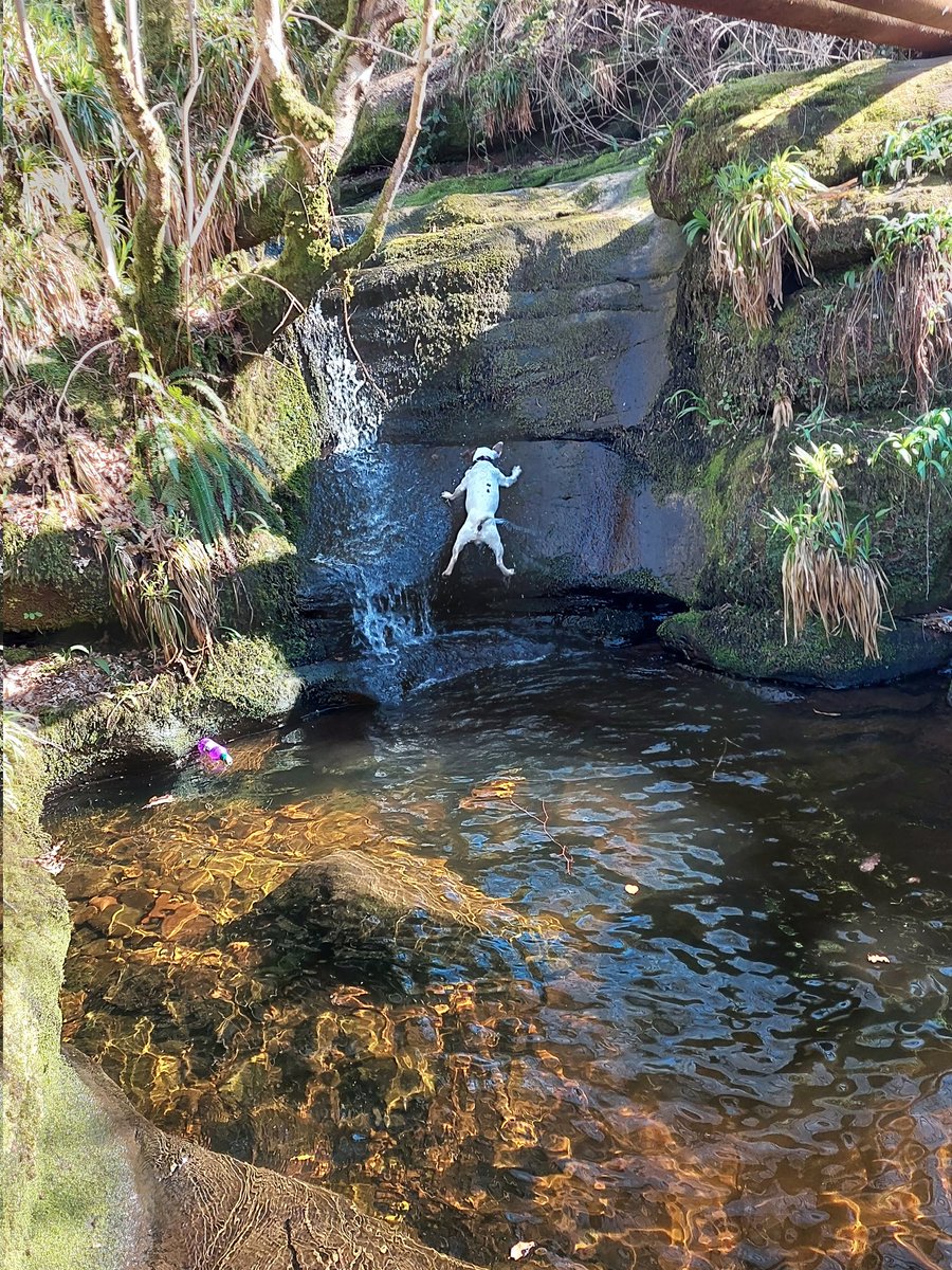 Pedroming tweet media