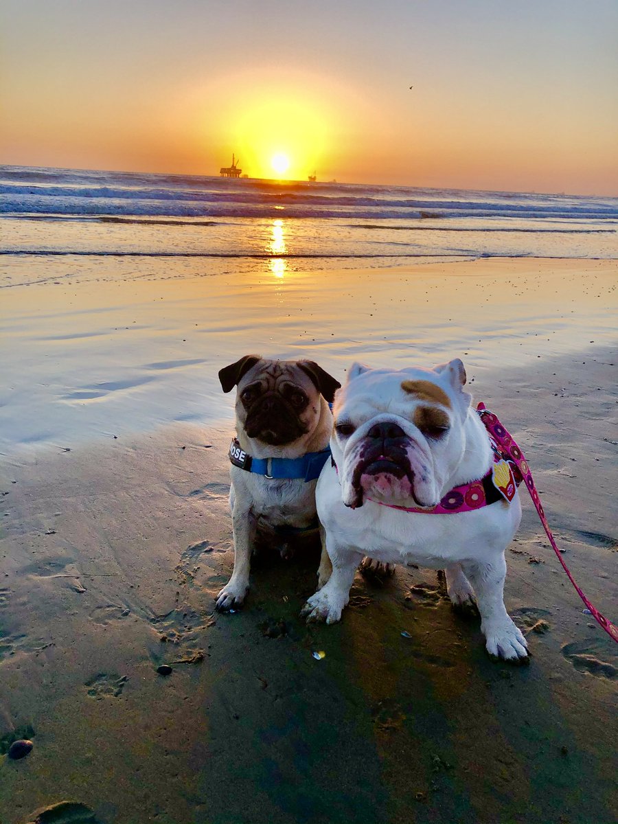 LoulouHoltz's tweet photo. Q2: What is the ideal weather for your pug? #PugChat BEACH Weather is always the best! https://t.co/SSmCA9n9Gm