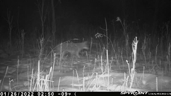novacreature's tweet photo. 02:50 a coyote out hunting #predator #whyisspypoint @SpypointCamera https://t.co/Tv3aMEuc2x