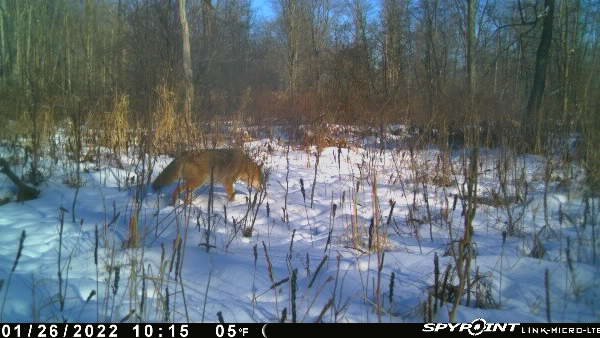 novacreature's tweet photo. 10:15 another coyote on the same path #predator #whyisspypoint @SpypointCamera https://t.co/8hGIccVYJL