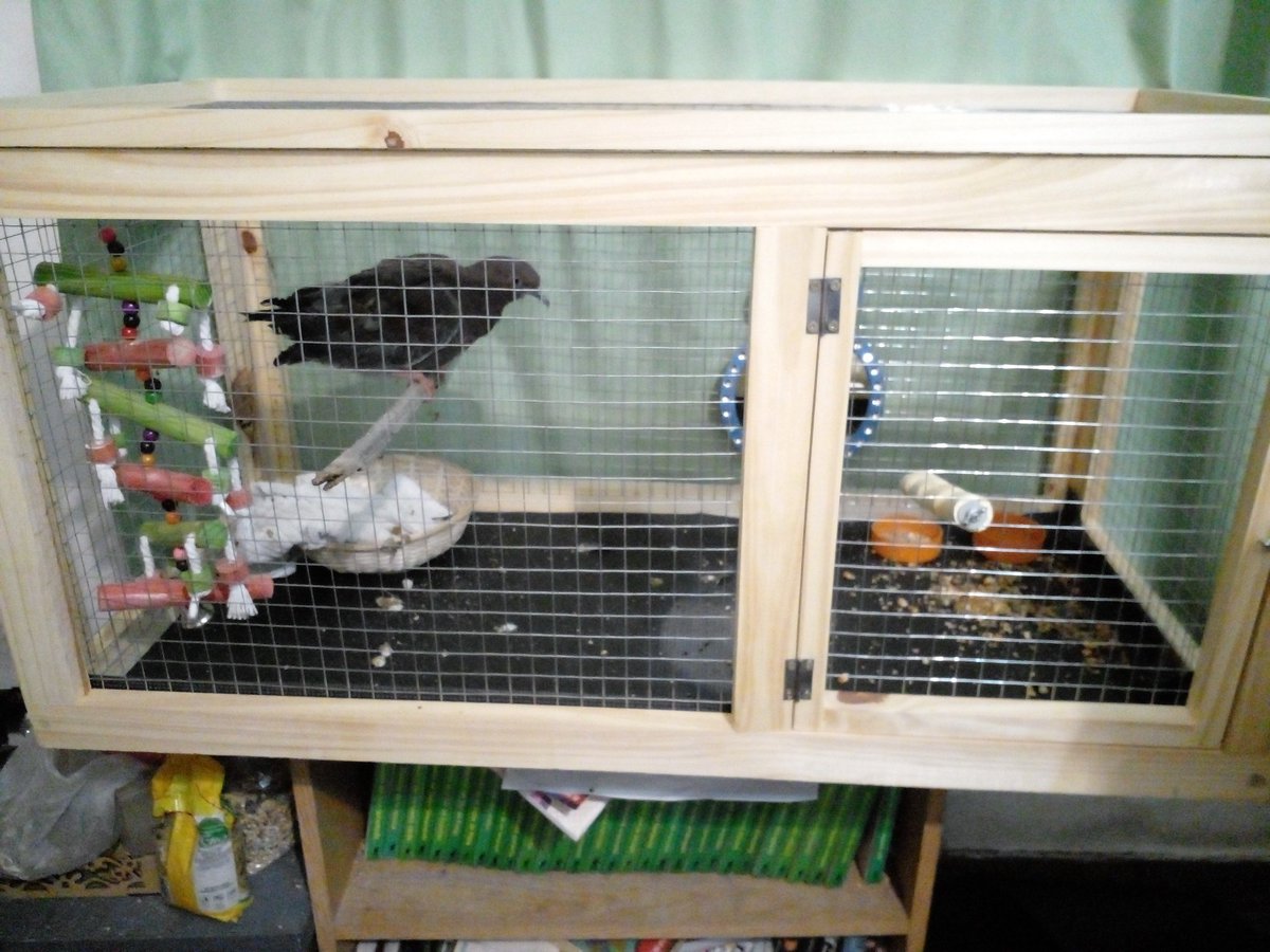 SelesaRey's tweet photo. I was able to buy the cage! Though commissions are still open for 5$ https://t.co/dBq2u0kwkS