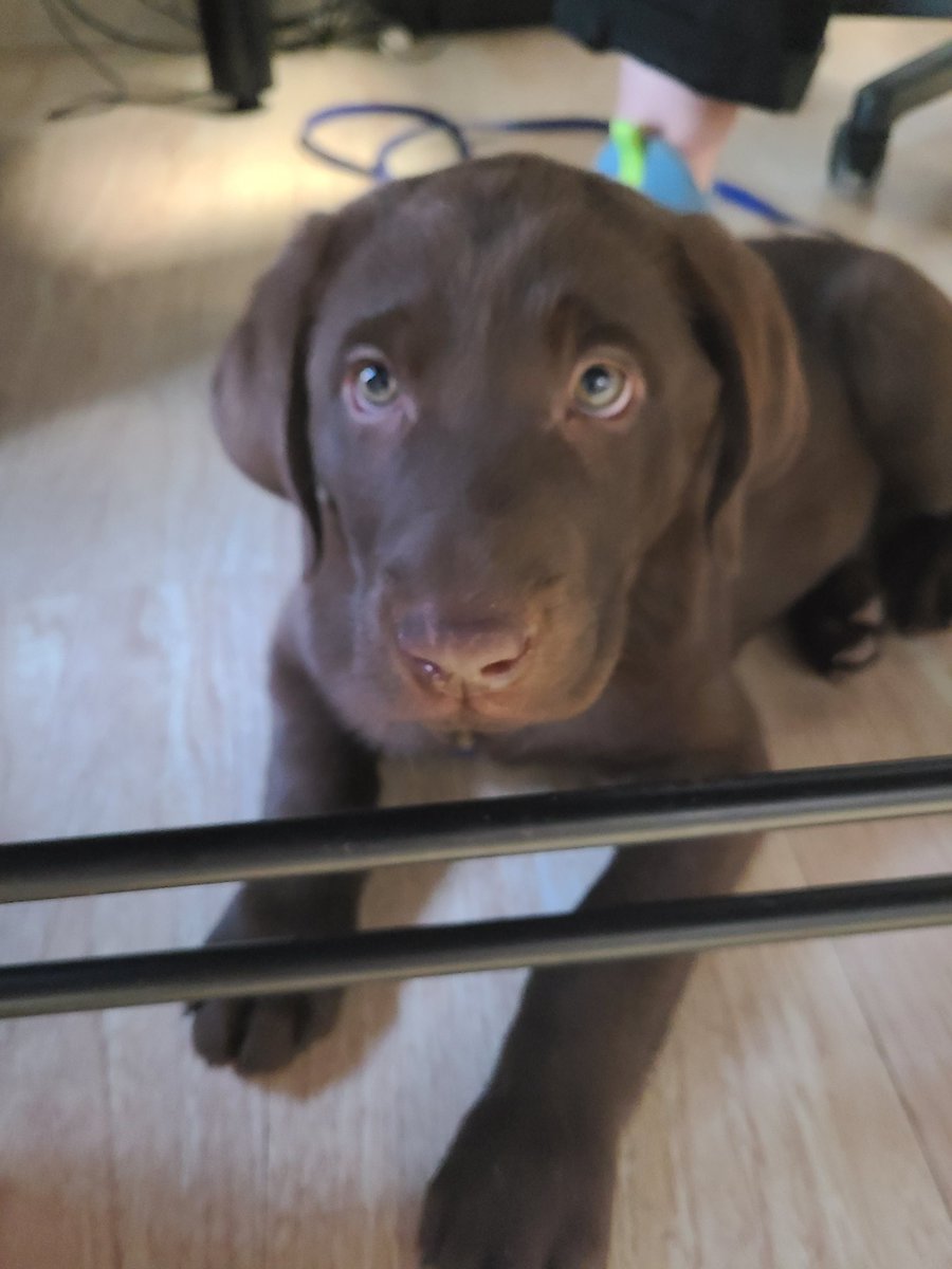 If this little guy right here doesn't make you love this tweet, then I'm not sure what will! Say hello to our new service dog in training, Clay! Thank you so much to <a href="/MOPH_HQ/">The Military Order of the Purple Heart</a> for sponsoring his 2 year training 🐕♥️
#veterans 
#servicedogintraining 
#dogsoftwitter
#Puppies