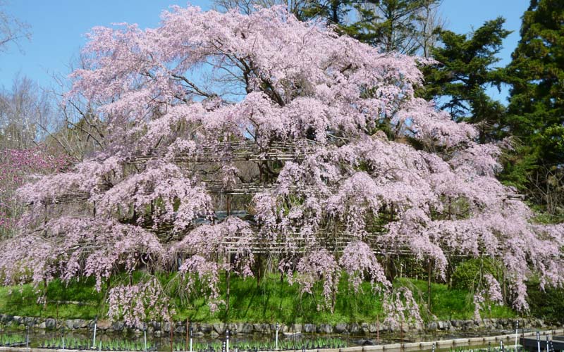 Сакура в ботаническом саду когда цветет 2024