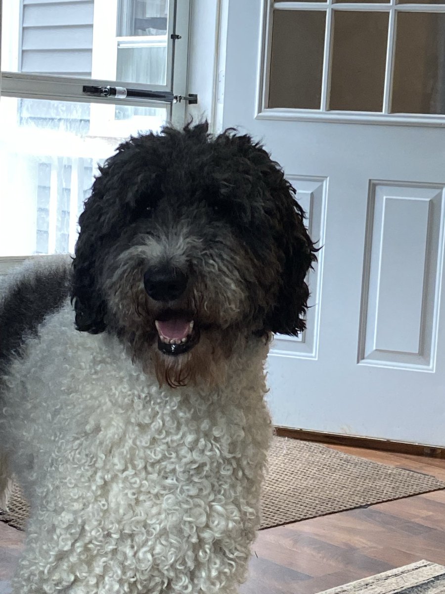 JTurof's tweet photo. @Cooperwoofdog Looks so much like my standard poodle who needs a haircut! https://t.co/OX7gan8YbZ