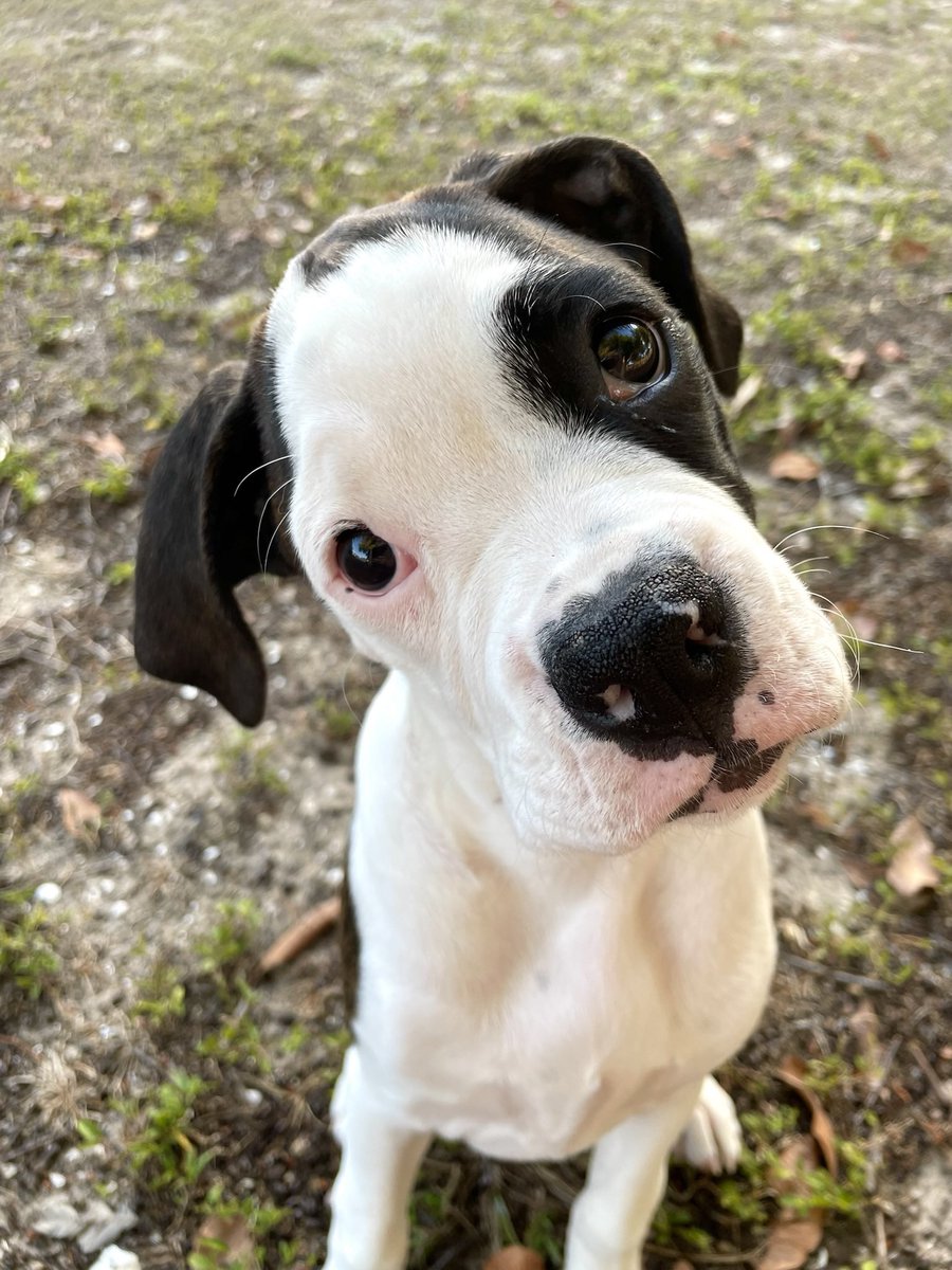 mindofbronx's tweet photo. Since Bronx has been sick, I’ve been slacking on new puppy photos of Mia! This girl is a wild child! #boxerdog #boxer #ilovemydog #dogsoftwitter #insidethemindofbronx #boxerpuppy https://t.co/Cwg9pCO03i