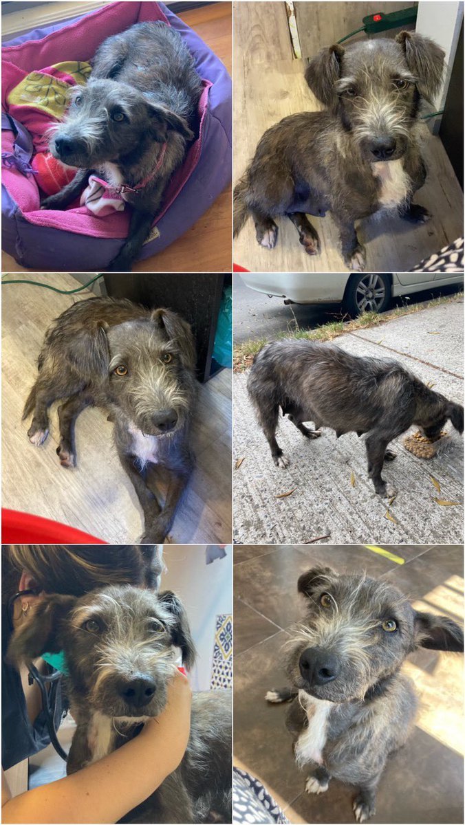 coaama_corp's tweet photo. PERRITA ABANDONADA 

Necesita hogar temporal o que la adopten🙏🏻 vivo en departamento con una perrita, viejita y territorial. 
Según la vet. debe tener como 1 año, está desparasitada, es muy dócil y tranquila. 
Fue abandonada en San Pedro de la Paz.

Contacto +56 9 5617 6706 https://t.co/UBF9HU8NSd