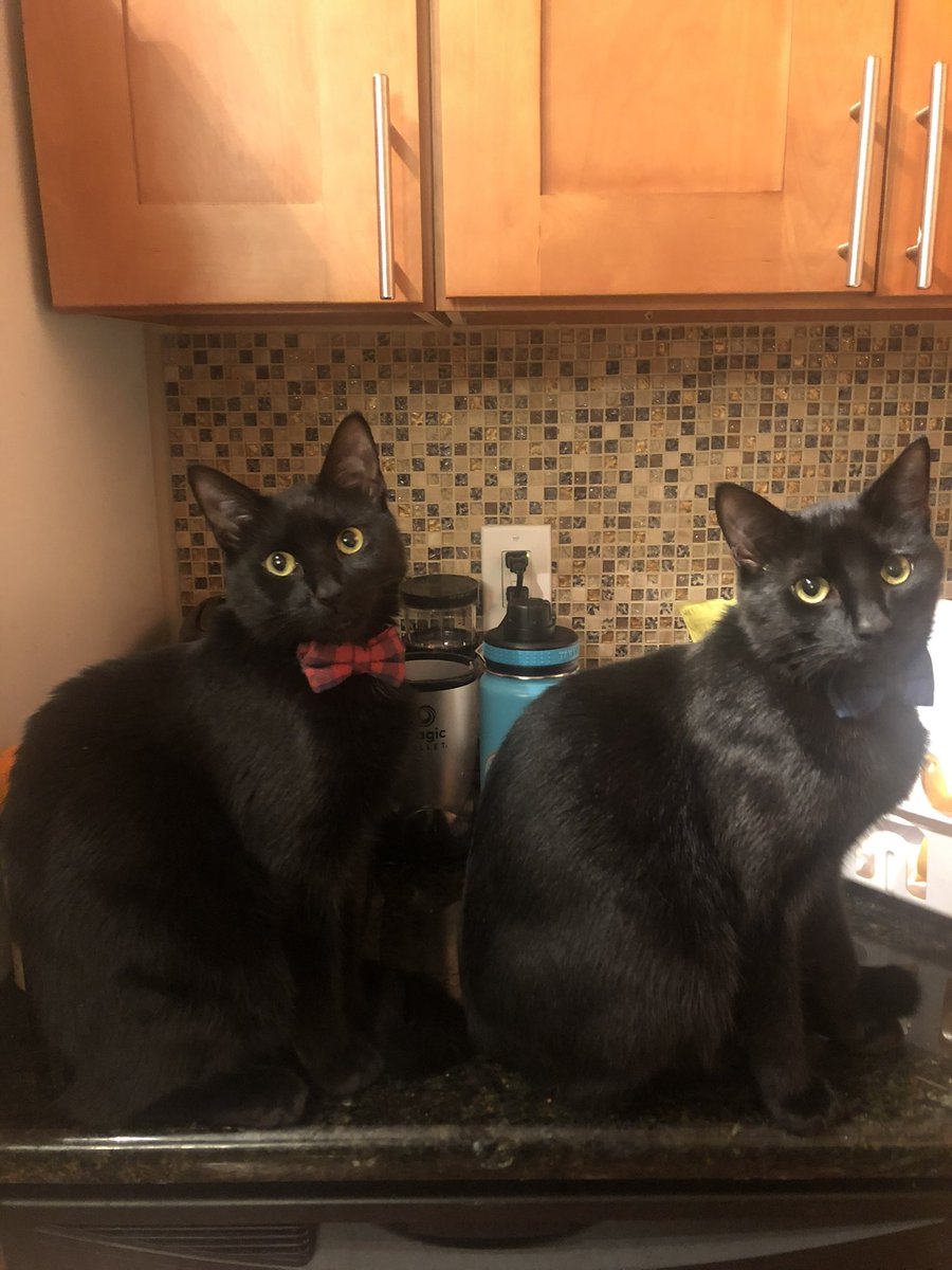 Melanie Schaffler tweet media