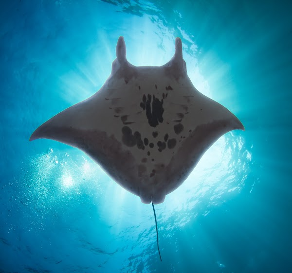 Intrepid tweet media