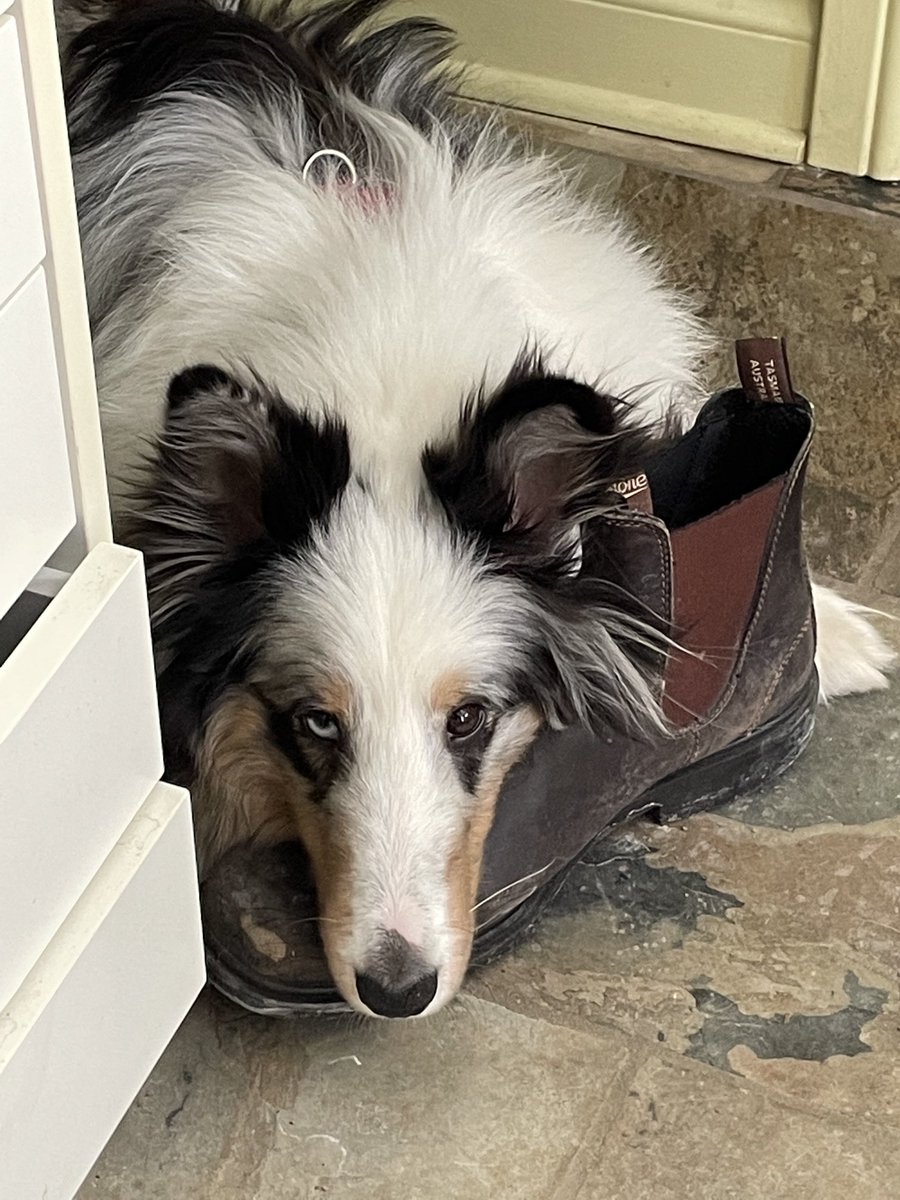 janjanke's tweet photo. Happy lamp and happy dog — both essential for my mental health. One provides UV light to treat SAD when I’m inside, the other forces me outside for walks in the midday sun. #BellLetsTalk https://t.co/1ZNbdjF1VJ