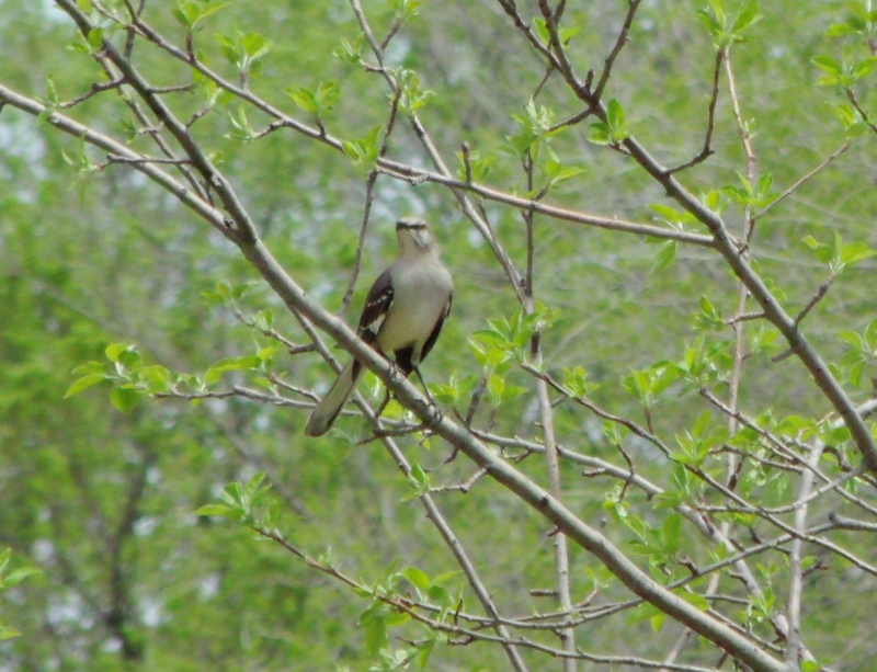kstersrewind's tweet photo. #photo #photos #pic #pictures #photographs #photograph #picture #photography #nature #naturephotography #birds #mockingbird https://t.co/BSTWkLXdpc