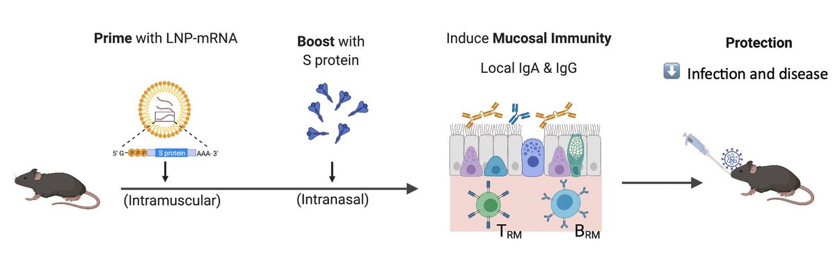 Vaccines that reduce infection & disease are needed to combat the pandemic. Here, @tianyangmao @BenIsraelow et al. describe our new mucosal booster strategy, Prime and Spike, to induce such immunity via nasal delivery of unadjuvanted spike vaccine 🧵 (1/) biorxiv.org/content/10.110…
