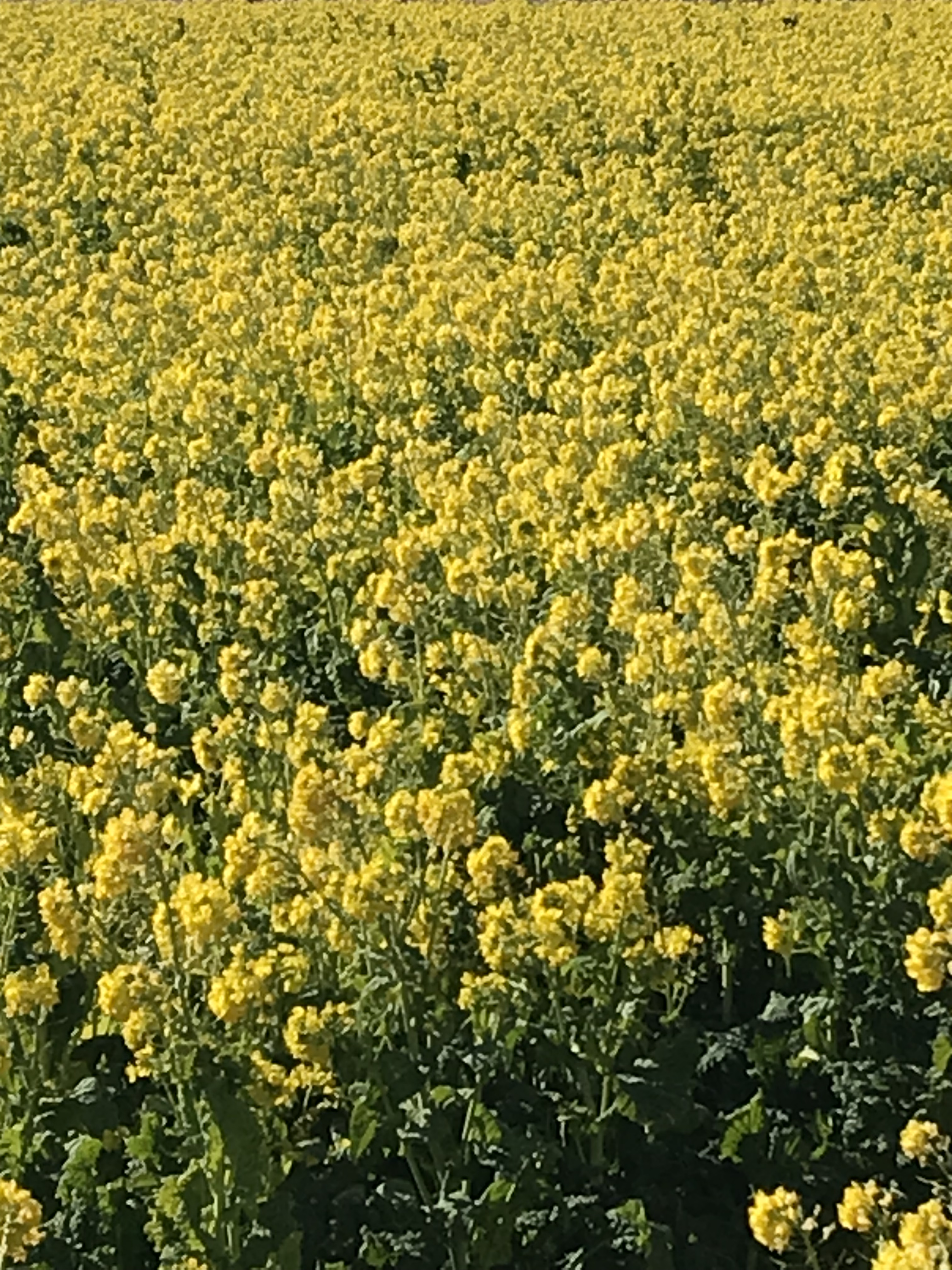 公式 菜な畑ロード 千葉県鴨川市 Nanabatakeroad Twitter