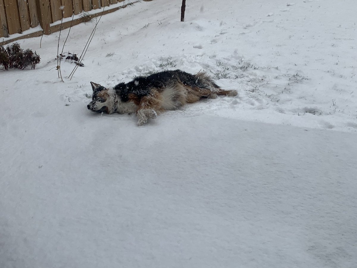 LauraLane11's tweet photo. @wrdsb This is Molson, he loves snow days #PetsofWRDSB #BellLetsTalk https://t.co/ZKJs2Rv4u8