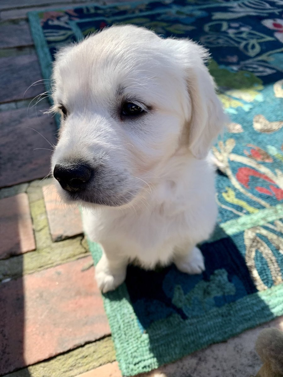 Welcome home, Sugar 🤍  #GoldenRetrievers #CuteAnimals #CutenessOverload