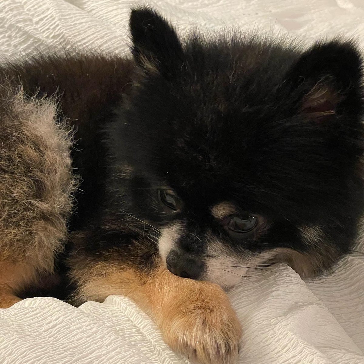 miamaranto's tweet photo. SEATTLE AREA‼️‼️‼️

Our dog Haku went missing this afternoon around Judkins Park please please help us find him and bring him home!!!

He has no collar. If seen please do not chase. Please call us at 360 602 5180 with any info. https://t.co/hAuygOp3kj