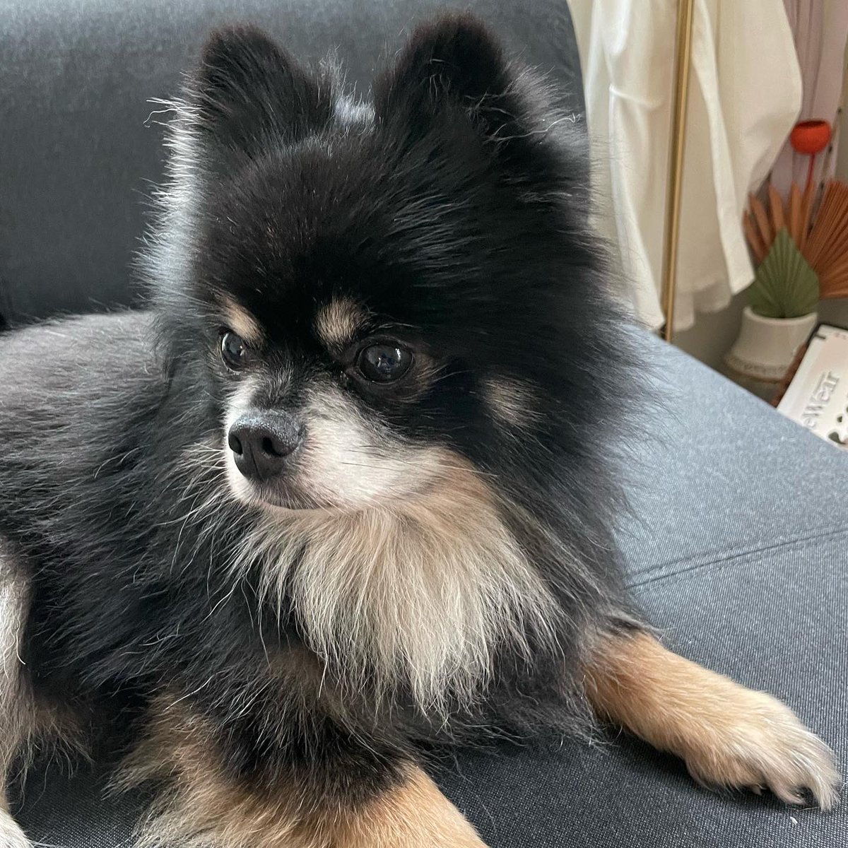 miamaranto's tweet photo. SEATTLE AREA‼️‼️‼️

Our dog Haku went missing this afternoon around Judkins Park please please help us find him and bring him home!!!

He has no collar. If seen please do not chase. Please call us at 360 602 5180 with any info. https://t.co/hAuygOp3kj