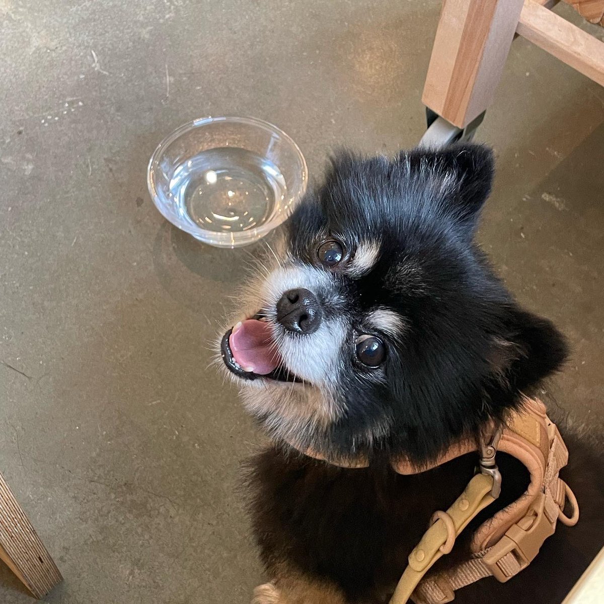 miamaranto's tweet photo. SEATTLE AREA‼️‼️‼️

Our dog Haku went missing this afternoon around Judkins Park please please help us find him and bring him home!!!

He has no collar. If seen please do not chase. Please call us at 360 602 5180 with any info. https://t.co/hAuygOp3kj