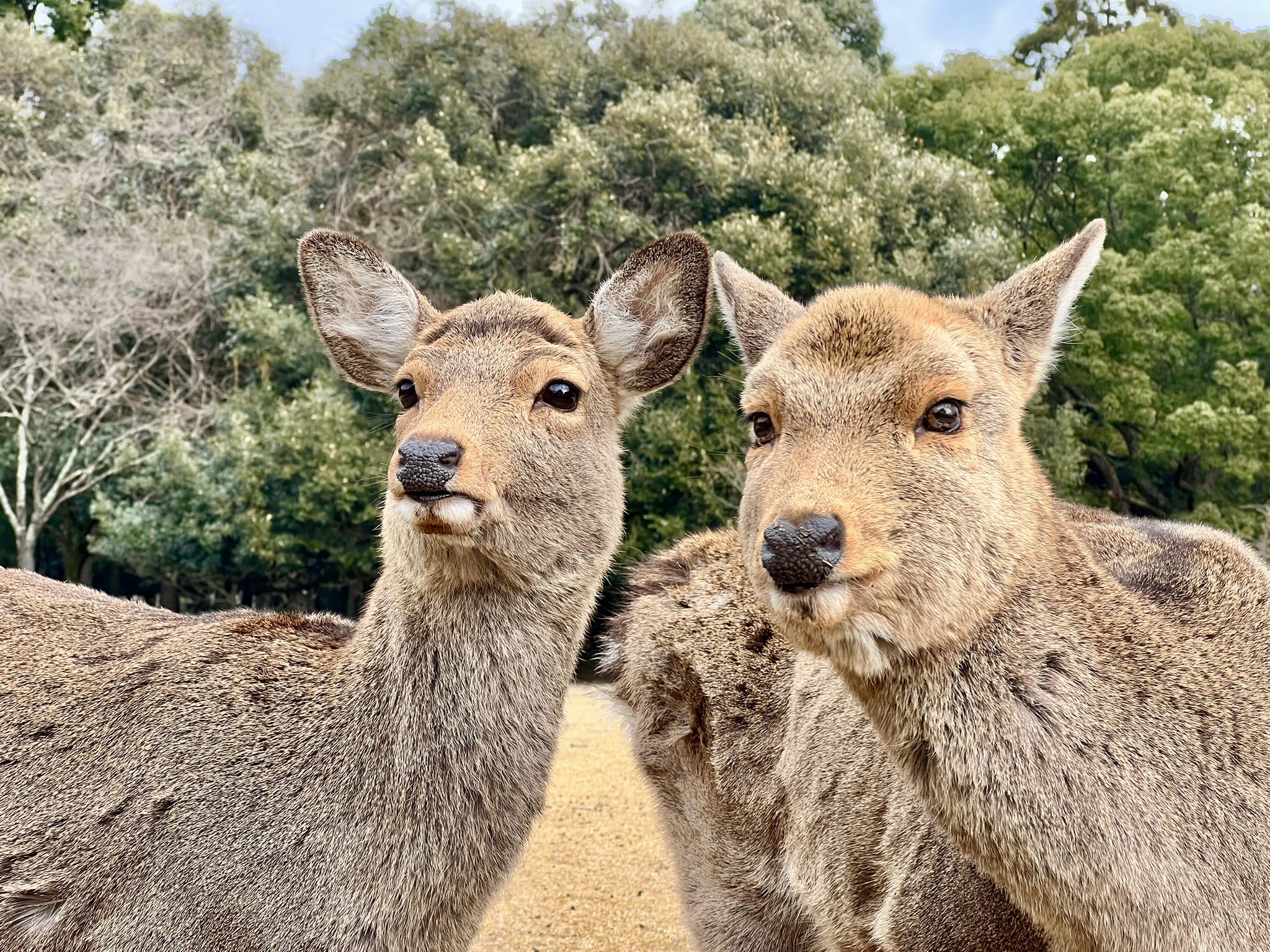 鹿達の日常 Nara Deer Channel Naradeerphots Twitter
