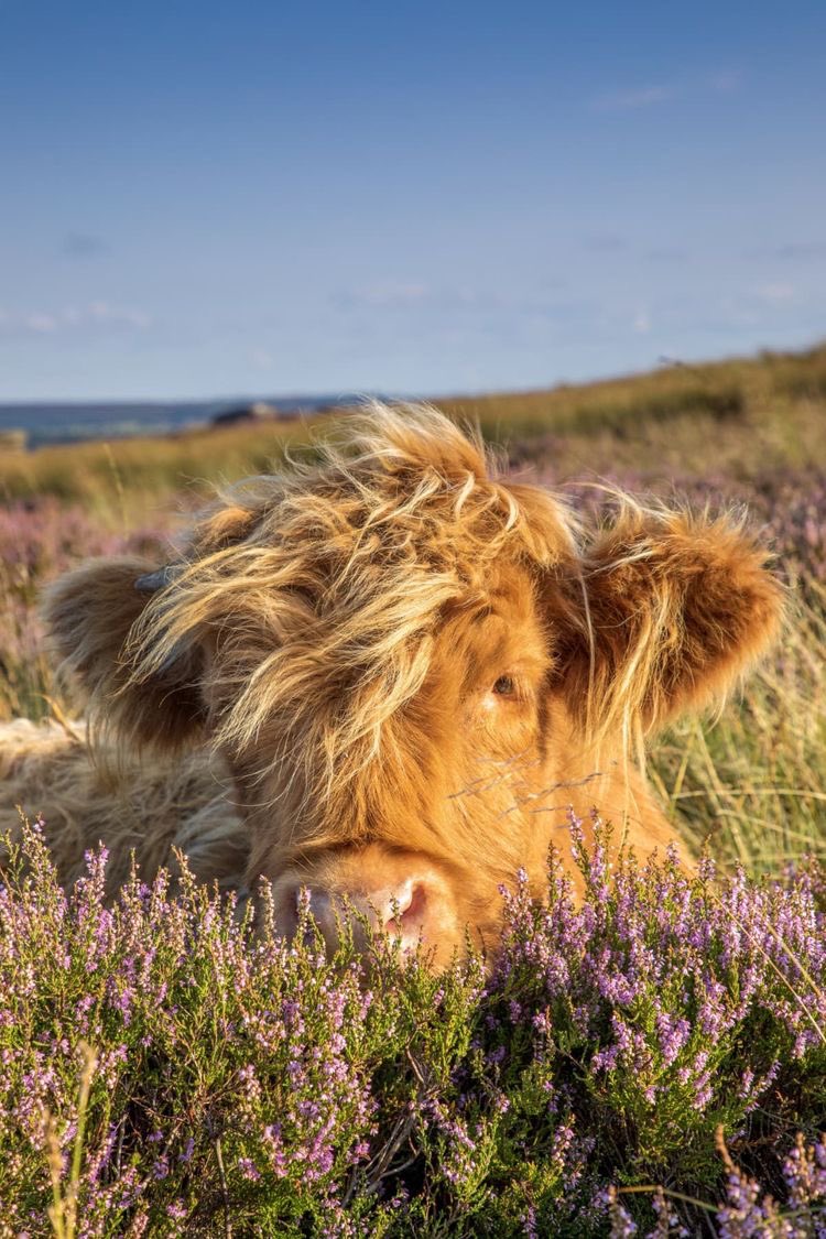 faedust2's tweet photo. Goodnight from these pretty cows! #fairy #fairycore #cows #farmanimals https://t.co/ozoFGsGfJ0