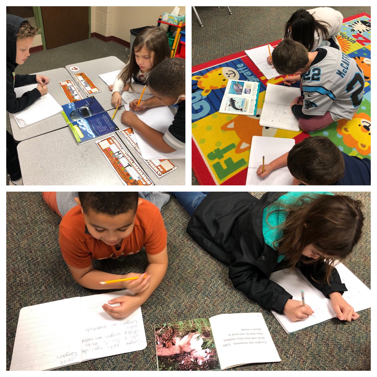 We’ve been reading a lot of non-fiction texts and exploring text features. Today, the kids got to pick an animal to research with their group! Can’t wait to show the final product…🦈🐻‍❄️🐢🦁🐬❤️📚
#everychildreads #readthinkwrite <a href="/HumbleISD_ESE/">Eagle Springs Elem</a> #eseSOAR