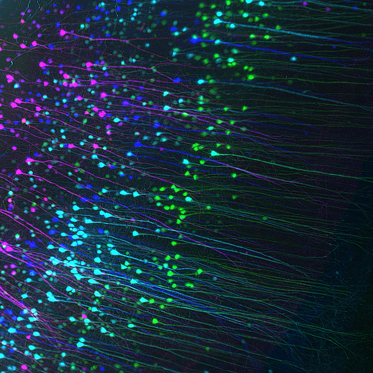Color-coded depth projection of Thy1-EGFP+ cells from EZ Clear processed adult mouse brain imaged on Zeiss Lightsheet Z.1!
#tissueclearing #3Dimaging #Zeiss #lightsheet