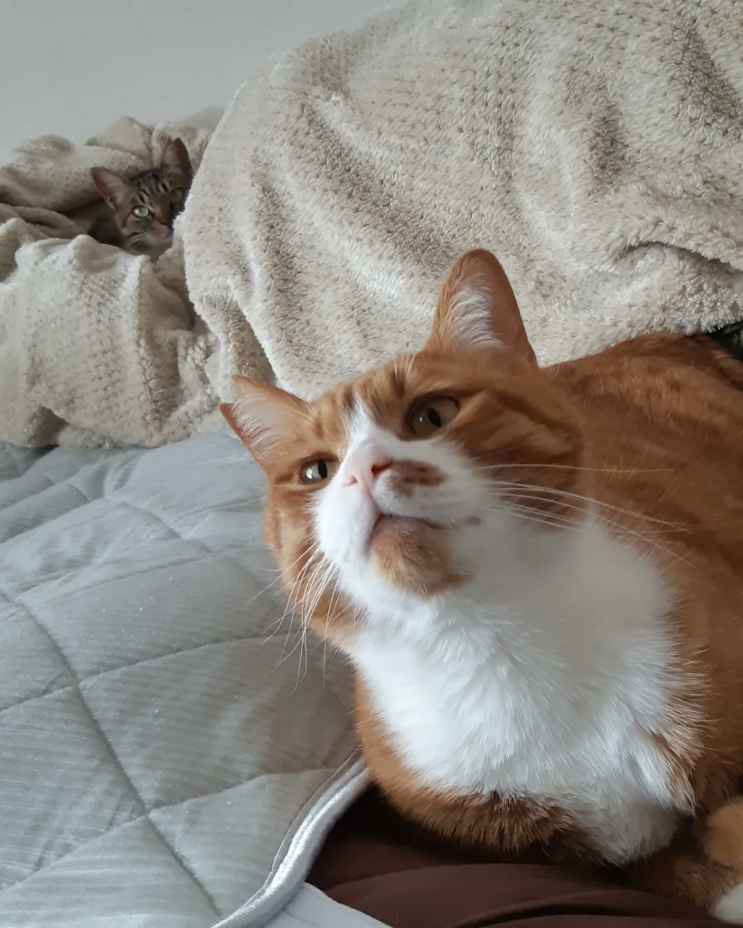 地球猫 月夜の猫 お昼寝はお姉さんの お互いにフェロモン フェチ 猫シェアしてます キジ白猫 茶トラ白猫 T Co Jxseh3pinc Twitter