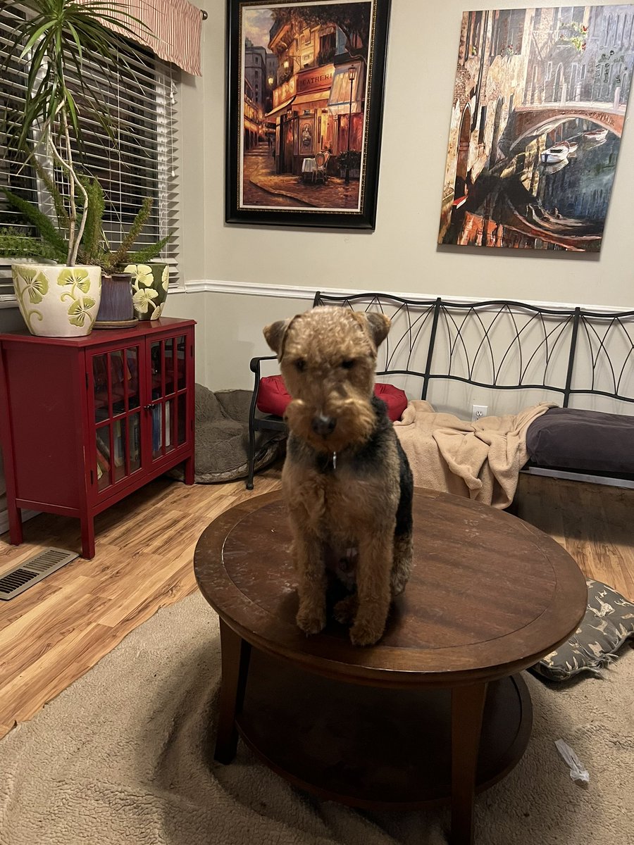 guy451m's tweet image. So Welly has made his choice. Milsbo cabinet built—boxes burnt, and the table suits him the best now. Glad he is as disapproving as ever.