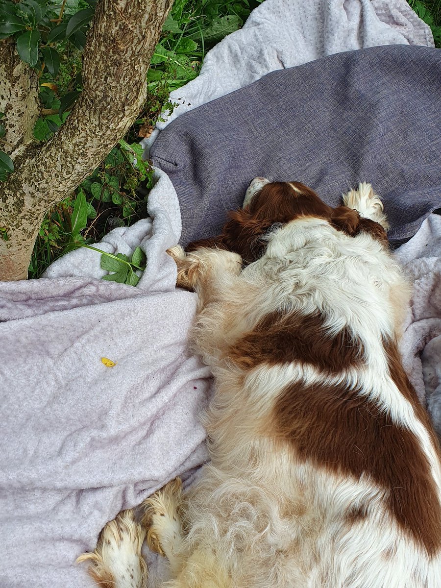 krenton7's tweet photo. @BearBertthe Tree, whom Bert found for me, is the most splendid and intelligent of trees.
Bert and I spend so much time snoozing under his branches and, whenever Bert feels in the mood, he and Tree critique my poetry.
We have such fun together!
Love and hugs from mum, Tree and I ❤🌈🌳🐶xxxx https://t.co/PhuuwCwUVv