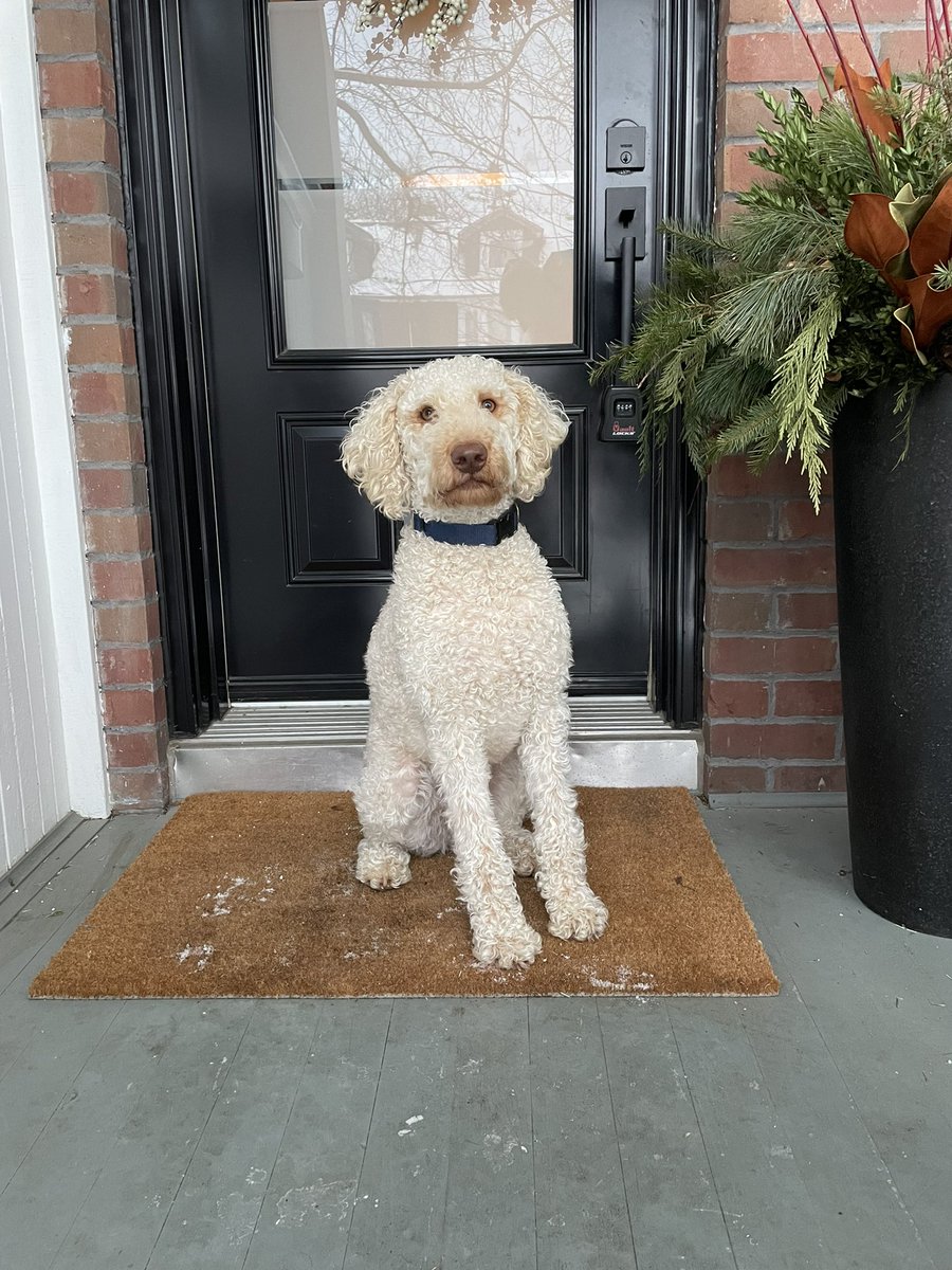 mmccunn's tweet photo. This little sock thief turns one today! Happy birthday to Stanley boy 🥳 You’re quickly becoming Stan the Man!! 🥰 https://t.co/uoOuwvkF5v