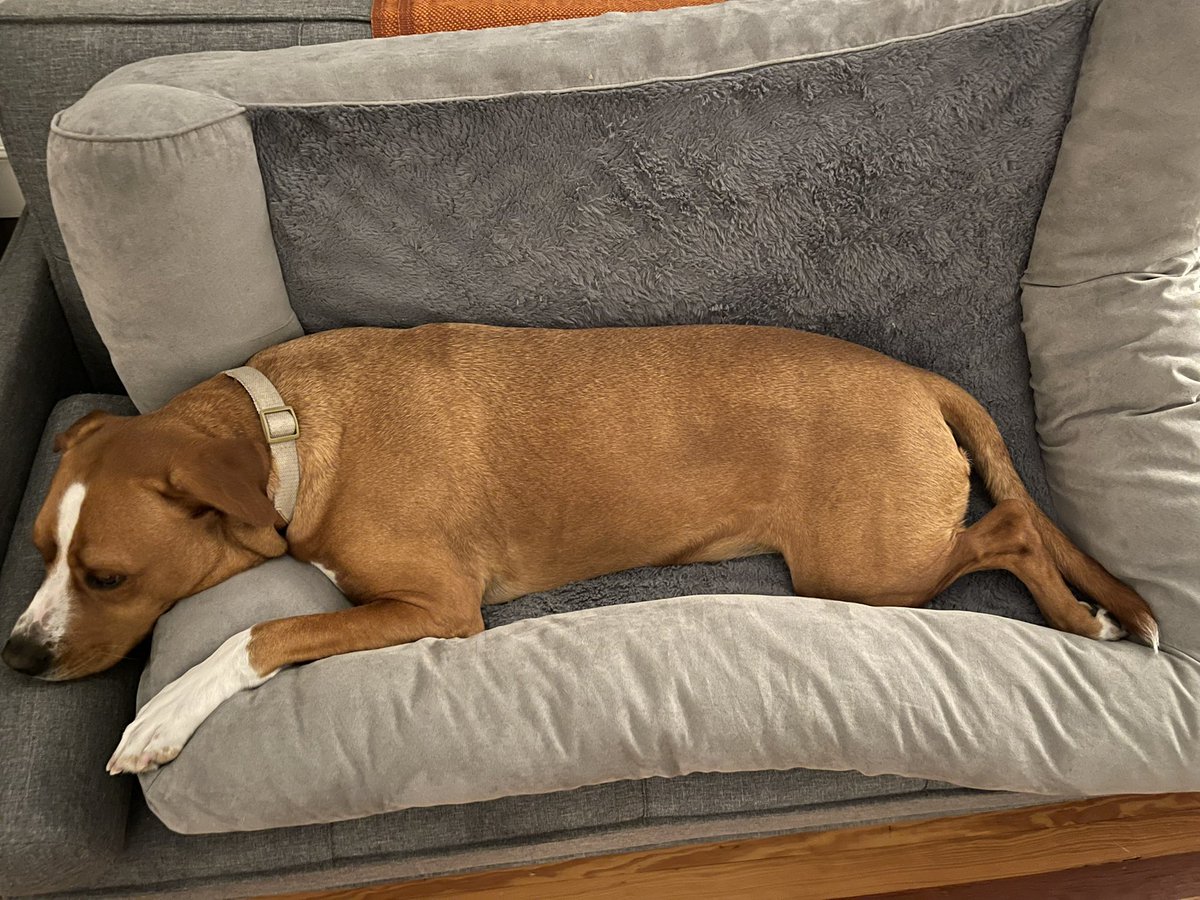 JasonBeisel's tweet image. When you’re cleaning and vacuuming, you move Me. Wilson’s bed up on a couch and he still gets in it. #spolied