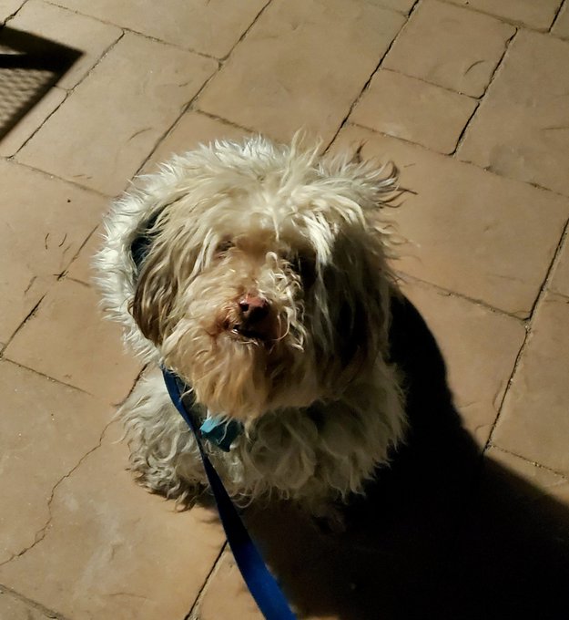 Back from a walk with my dog Blue https://t.co/FYO44A9ol1<a href="/tag/newprofilepic"class="tags"><span>#newprofilepic</span></a>