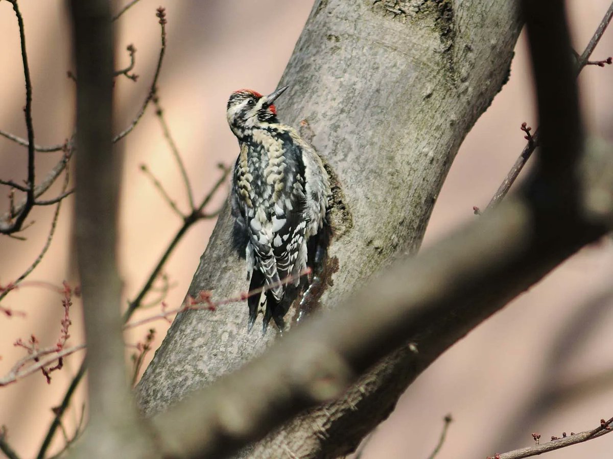 A Yellow-bellied Sapsucker in Carroll Gardens.
📷: Velostream on Instagram