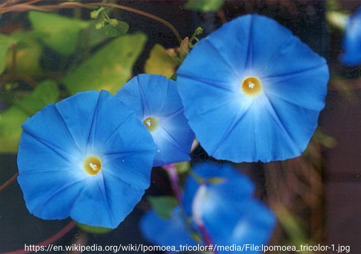 Increase in the vacuolar pH of Ipomoea tricolor results in a color change from purplish red to blue. NHX1 imports Na+ into the vacuole in exchange for H+ #FlavonoidFriday (details: lnk.tu-bs.de/W5DyNC)