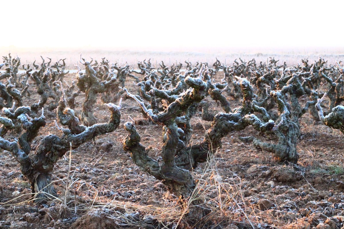nadalwines's tweet photo. Gebrades com les d'abans! Des del 13 de gener les temperatures mínimes han oscil·lat entre -2°C i -5,6°C. Serà el principi de la normalitat?

#corpinnat #nadalcorpinnat #fincanadaldelaboadella #viticulturasostenible #viticulture #vineyard #grapevine #winter https://t.co/CQPZ95nhxT