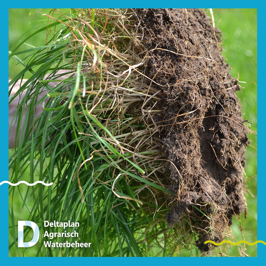 ℹ️| Meld je aan voor de webinars van <a href="/AequatorGenR/">Aequator GenR</a> en ontdek wat je kunt doen om bodemverdichting te voorkomen en bodemleven te stimuleren #DAW #bodembeheer #duurzaambodembeheer agrarischwaterbeheer.nl/nieuws/meer-ov…