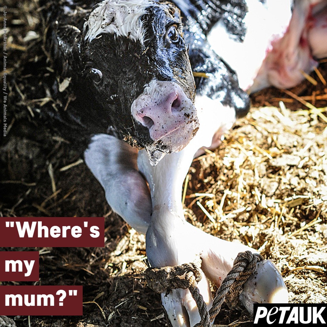 PETAUK's tweet image. Can you tell her she'll never see her mum because you can't give up dairy? 
#govegan to stop families being torn apart