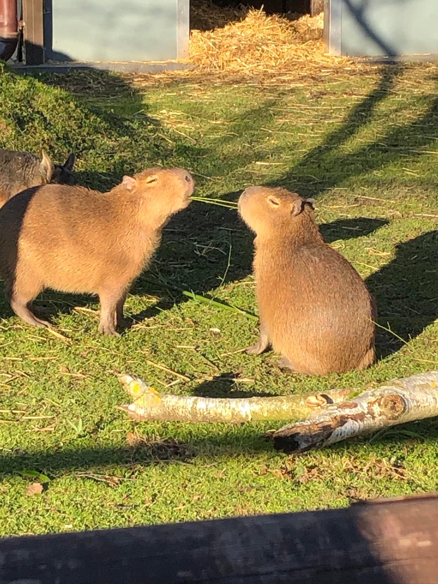 Lady and the Tramp (1955)