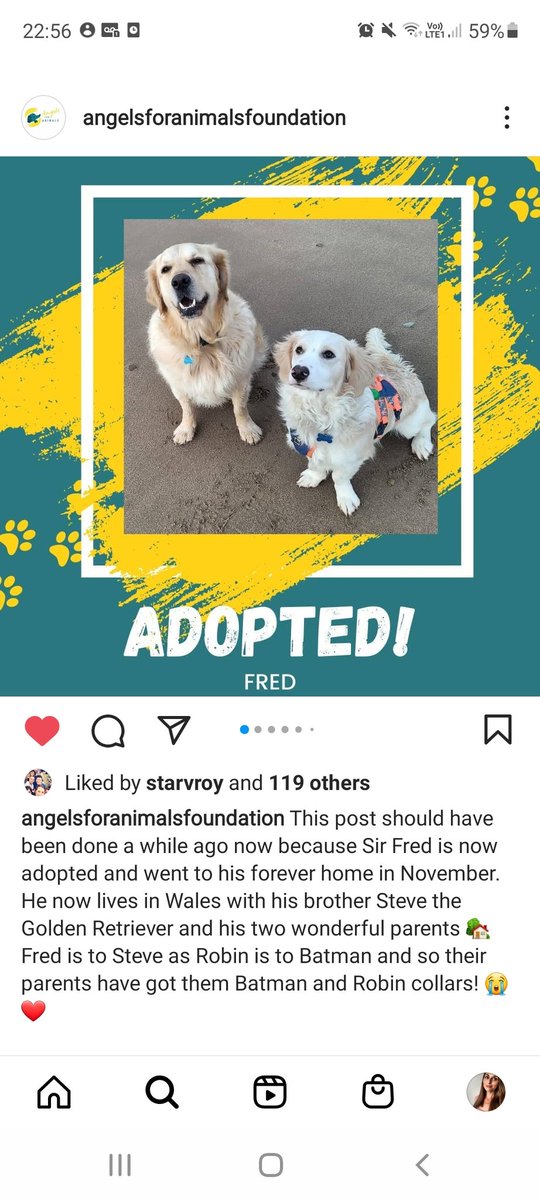 AbiLabaton's tweet photo. I am so happy we have been able to adopt little rescue pup Fred...the current situation in Turkey is heart breaking..I will be announcing a little fundraiser soon, please all keep an eye out!  #dontlookaway #rescuedog #dogsoftwitter https://t.co/DHatoHLwLB