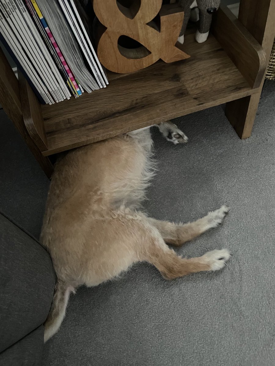 SnoopBT's tweet image. #ThrowbackThursday to Snoop having a snooze, at least that’s what I think he was doing under there 😂 #btposse