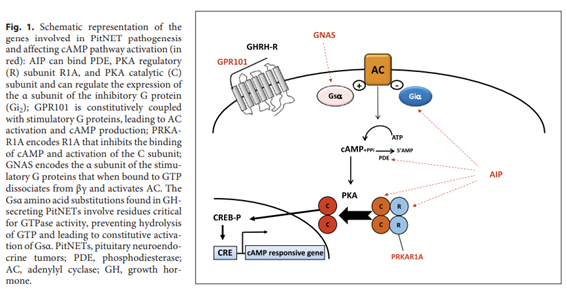 sociedadSEEN's tweet image. 🔝Pituitary Tumors: Genetic and Molecular Factors Underlying Pathogenesis and Clinical Behavior

✔Raramente la presencia de mutaciones en genes específicos predispone a #PitNET, como parte de síndromes o AH aislados familiares
karger.com/Article/FullTe…
@NeuroendocrinoS