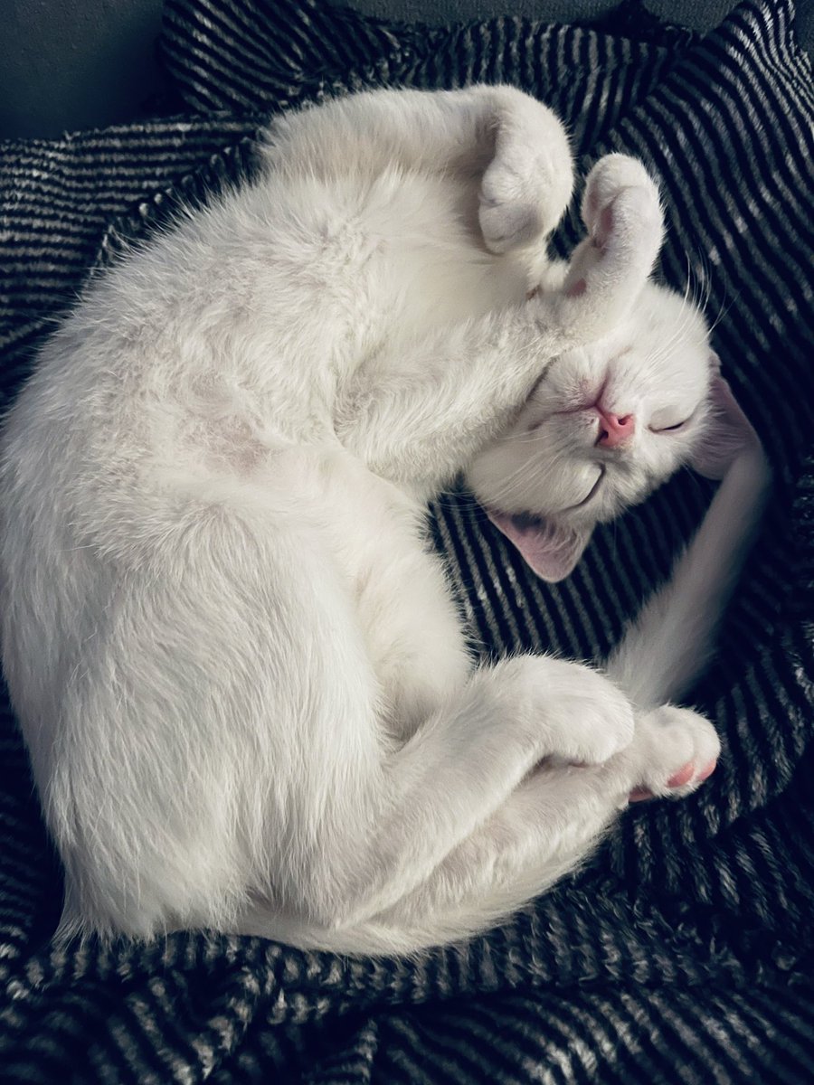 avaaaaart's tweet photo. Good morning FAM 🤗☕️🍪🐾
Have a beautiful Thursday 🤍🦋 https://t.co/JkW1MWVLw8