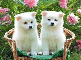 粉红狮子 (@stephan92545864) on Twitter photo 