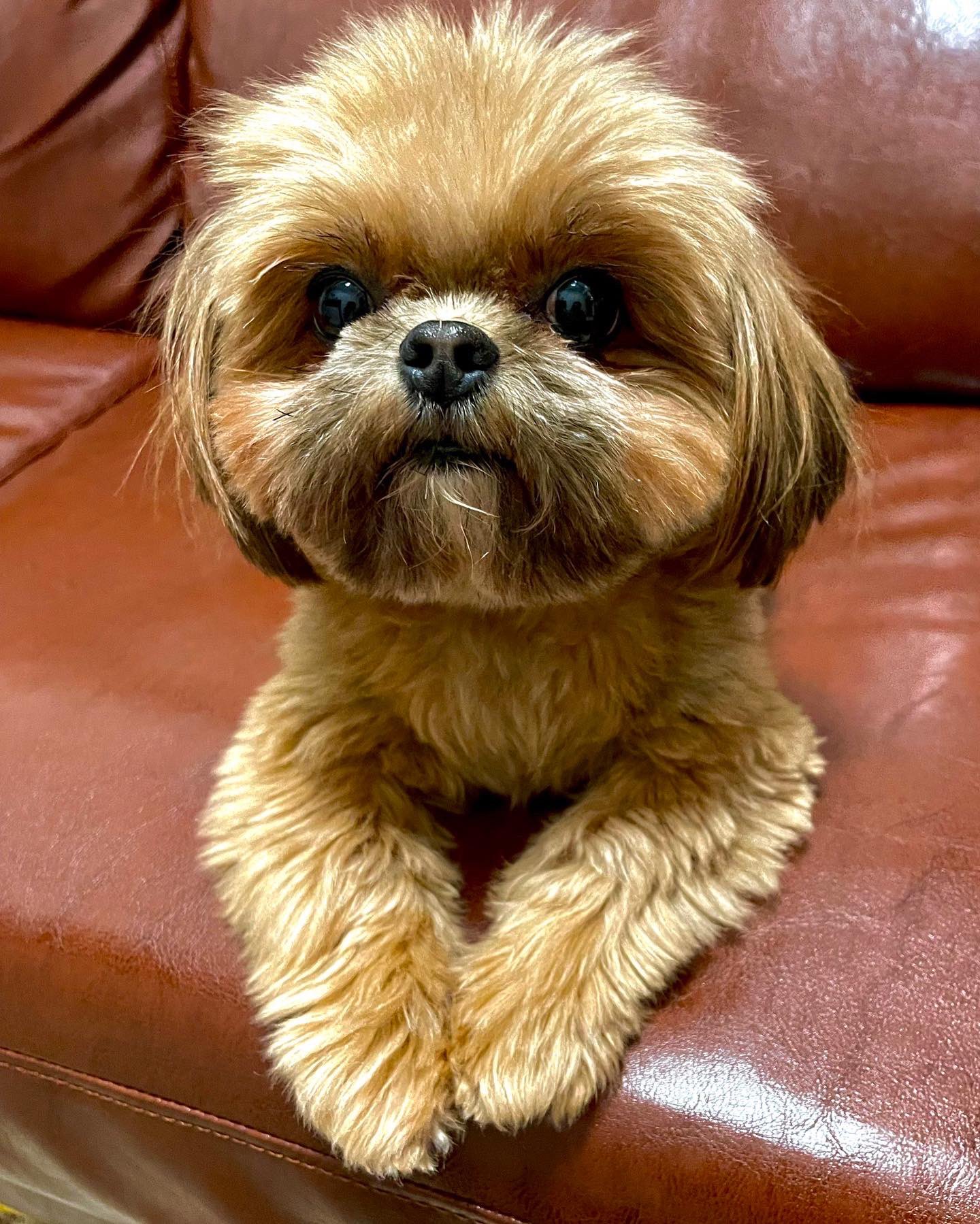 いけちゃん🐶🫧Qoo10メガポお得情報📣 on X: 