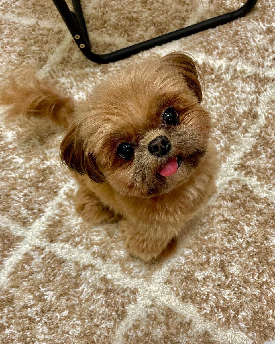 撮れたてめろち🐶 #シーポメ #ポメシーズー #ミックス犬