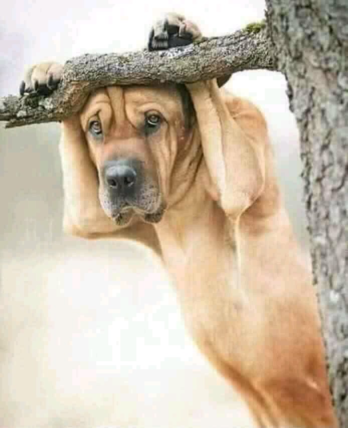 tebogo seemisa tweet media