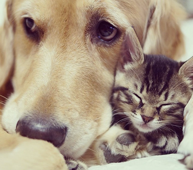 Alright guys, please reply with a cutest picture of your dog, cat or a combination of both.  Pets are more interesting than Crypto right now.  Sniff sniff!