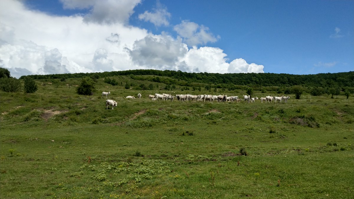 HerbertNickel's tweet photo. A great day on an endless pasture in #Transsylvania 3 years ago with a herd of Hungarian Grey (or Steppe) Cattle. The landscape could have been African. https://t.co/52zMSNZVMy