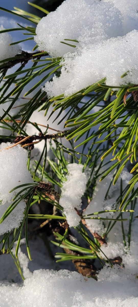 nanjemoycreek's tweet photo. "No human being is the same, we are like snowflakes, none of us are the same but we are all cool". ~ Pharrell Williams
...and my favorite, "Sadly, my socks are like snowflakes, no two are exactly alike".~ Graham Parker
@CCPS #snow2022 #firstsnow2022 #snowlovers #snowflakes https://t.co/w1DLQO3zLR