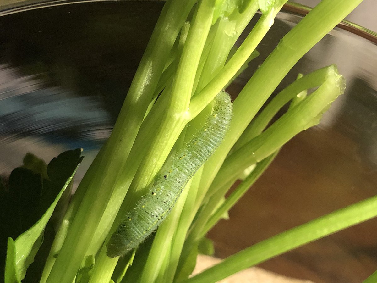 heidicleven's tweet photo. A small miracle unfolded in my bathroom last night - literally! Last Thanksgiving, I found a caterpillar in my parsley, and  I put it in a bowl with some greens and left it in a warm place. Read on if you want to hear what happened to it…😃 https://t.co/hMo7m6QBTf